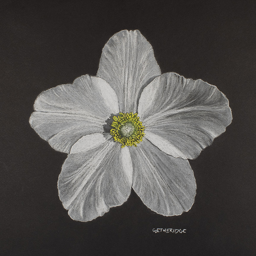 A pastel pencil drawing on black paper. This Hellebore flower boldly shows off its paper-like petals.